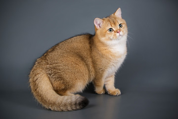 Scottish straight shorthair cat on colored backgrounds