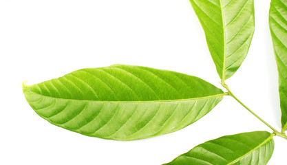 collection tropical green leaf on white background