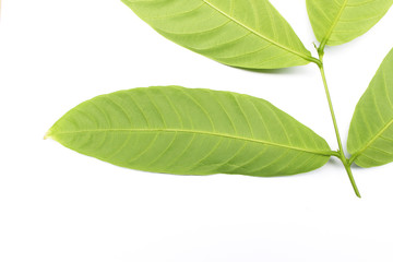 Fototapeta premium collection tropical green leaf on white background