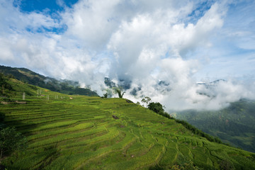 Terraced rice field landscape with low clouds in Y Ty, Bat Xat district, Lao Cai, north Vietnam