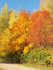 Fototapeta premium Autumn forest, country road. Russian autumn nature. Russia, Ural, Perm region