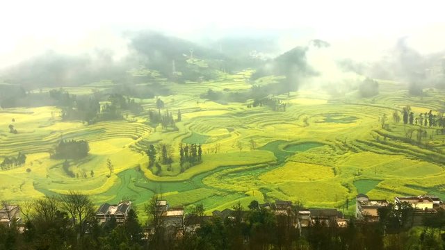 Timelapse of Canola field, rapeseed flower field with morning fog at Luoping, China.