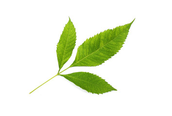 collection tropical green leaf on white background