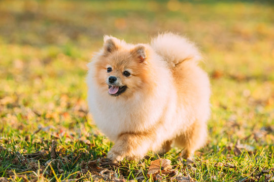 Funny Young Red Puppy Pomeranian Spitz Puppy Dog Happy Play Outd