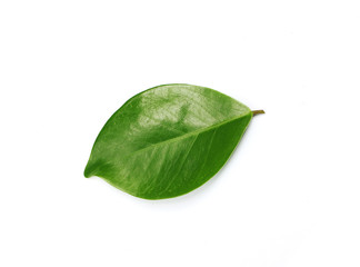 Fototapeta na wymiar tropical green leaf on white background