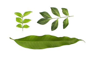 collection tropical green leaf on white background