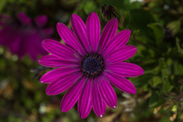 flower macro