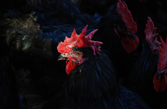 Gallo negro