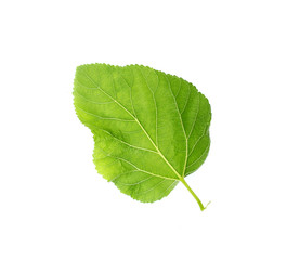 tropical green leaf on white background