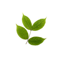 Naklejka na ściany i meble collection tropical green leaf on white background