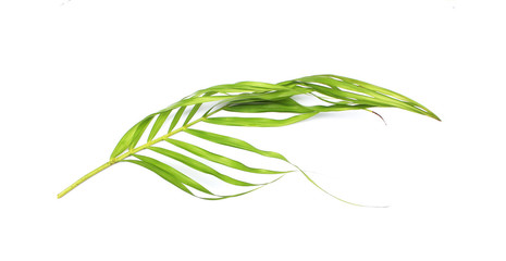 collection tropical green palm leaf on white background