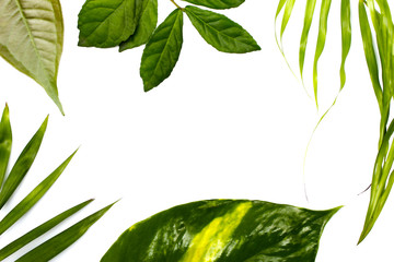 collection tropical green leaf frame picture on white background