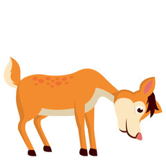 A mouse deer eat the grass in the jungle