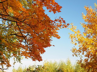 Autumn beautiful foliage against the sky. Russian autumn nature. Russia, Ural, Perm region