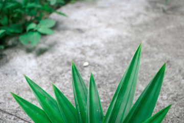 Pandan Leaves with blurred background and the copyspace of your text on above.  