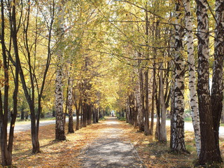 Old alley in autumn. Russian autumn nature. Russia, Ural, Perm region