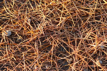 Yellow fallen pine needles. Beautiful natural background of autumn nature. Texture for decoration and design.