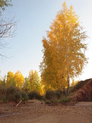 Tree by the river. Russian autumn nature. Russia, Ural, Perm region
