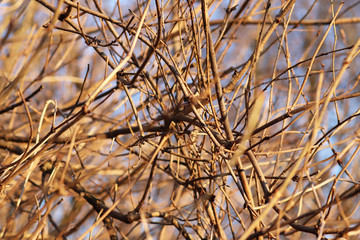 Background of bare twisted branches of a bush in the rays of the evening sun. Beautiful natural background of autumn nature. Texture for decoration and design.