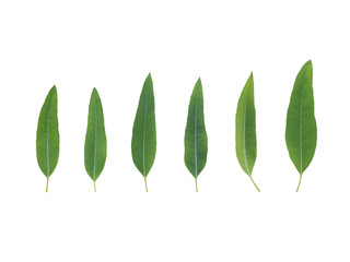 Fresh green leaf of eucalyptus isolated set on white background