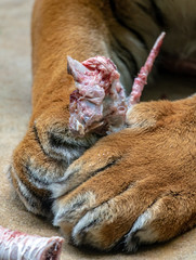 Fototapeta premium Tygrysie łapy trzyma kawałek mięso z kościami, zakończenie widok.