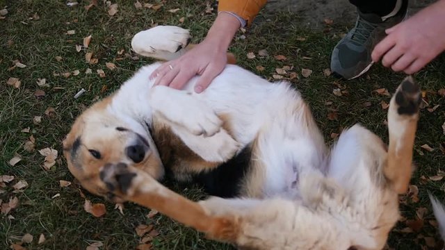 A man scratches his stomach and caresses his dog. Concept: a dog is a man's best friend, love for animals. Happy dog