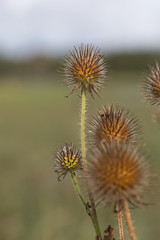Thistle on a field in Denmark