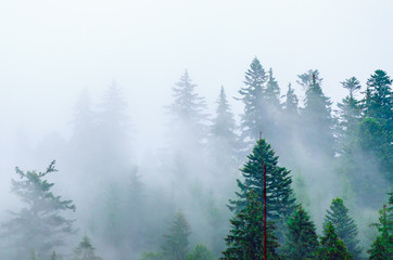 Fototapeta na wymiar Misty mountain landscape