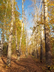 Old alley in autumn. Russian autumn nature. Russia, Ural, Perm region