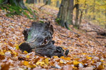 Autumn forest with colorful leaves