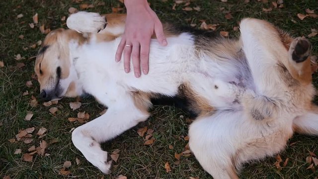 A man scratches his stomach and caresses his dog. Concept: a dog is a man's best friend, love for animals. Happy dog