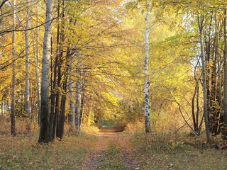 Autumn forest, country road. Russian autumn nature. Russia, Ural, Perm region