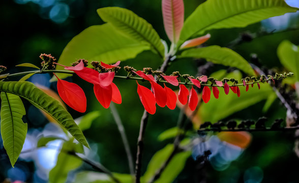 Red Leaves