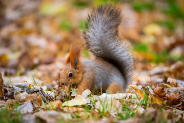 Naklejka na ściany i meble A red squirrel or Sciurus vulgaris also called Eurasian red sguirrel in autumn park forest. Autumn squirrel portrait.