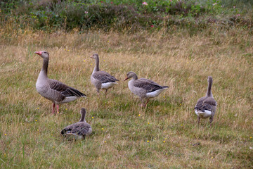 Geese on the North Sea island Wangerooge