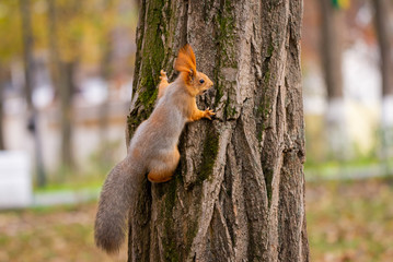 A wild squirrel captured in a cold sunny autumn day, funny cute squirrel is on the tree in autumn park. Colorful nature, fall season concept