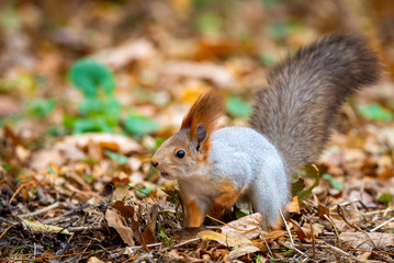 A red squirrel or Sciurus vulgaris also called Eurasian red sguirrel in autumn park forest. Autumn squirrel portrait.