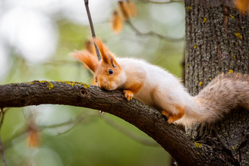 A wild squirrel captured in a cold sunny autumn day, funny cute squirrel is on the tree in autumn park. Colorful nature, fall season concept