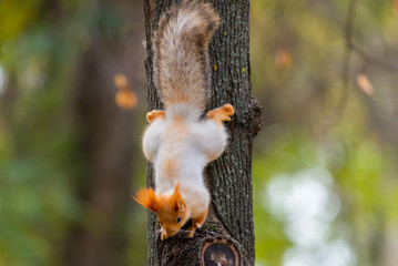 A wild squirrel captured in a cold sunny autumn day, funny cute squirrel is on the tree in autumn park. Colorful nature, fall season concept