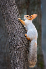 A wild squirrel captured in a cold sunny autumn day, funny cute squirrel is on the tree in autumn park. Colorful nature, fall season concept