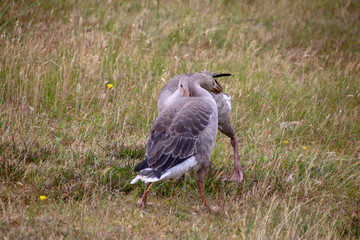 Geese on the North Sea island Wangerooge