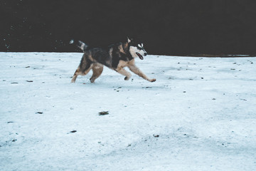The Husky dog travels and plays in the woods, in the valleys, on the top of the mountain. Ukrainian Carpathian Mountains. Autumn is coming. Little puppy