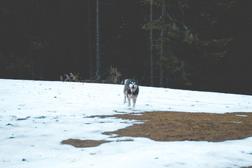 The Husky dog travels and plays in the woods, in the valleys, on the top of the mountain. Ukrainian Carpathian Mountains. Autumn is coming. Little puppy