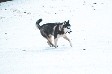 The Husky dog travels and plays in the woods, in the valleys, on the top of the mountain. Ukrainian Carpathian Mountains. Autumn is coming. Little puppy