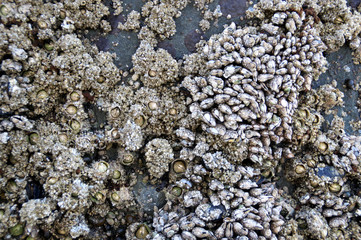 ルビービーチのフジツボ　Barnacles