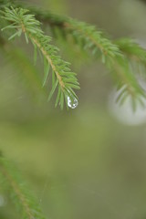 raindrop on the tree