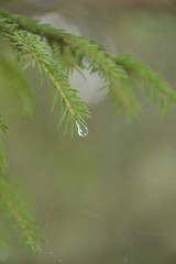raindrop on the tree