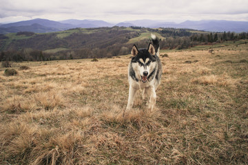The Husky dog travels and plays in the woods, in the valleys, on the top of the mountain. Ukrainian Carpathian Mountains. Autumn is coming. Little puppy
