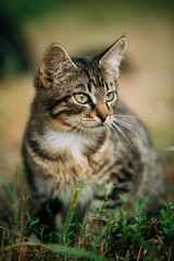 Small Cute Gray Cat Kitten In Grass 