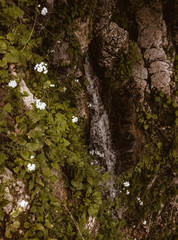 Small waterfall with moss and white flowers in gorge